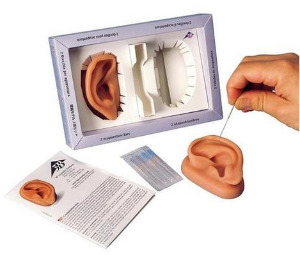 침술 귀 모형(N15)