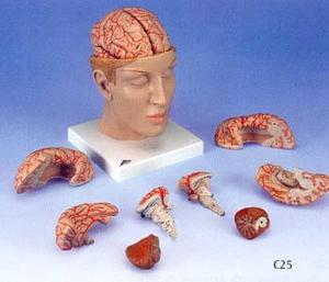 기저두 뇌모형(C25)