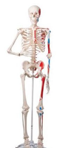 전신골격모형 (근육채색, 골반스탠드 형)(A11)