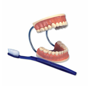 치아관리 실습모형,3배확대 (D16)
