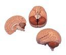 뇌, 2부분(C15)